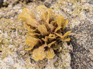 Seaweed on Luskentyre Beach, Isle of Harris, Outer Hebrides, Scotland, UK