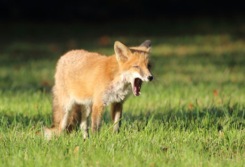 Fuchs im Sonnenlicht