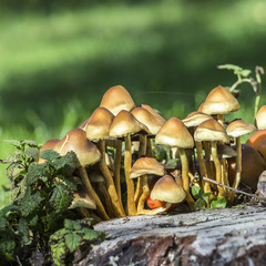 Mushrooms on green grass