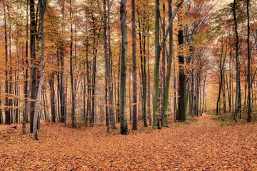 Jesienny widok lasu