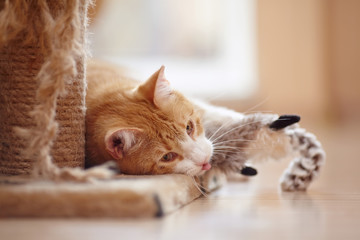 Portrait of a red tired cat