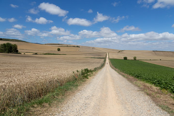 Fototapeta premium Long stretch of the Camino de Santiago near Santo Domingo de la Calzada