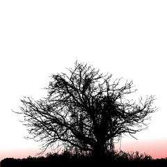 A scary, gnarly tree seen at sunset with space for text
