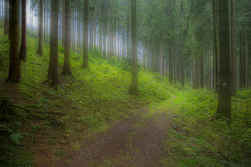 schöner Waldweg