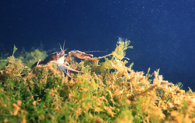 crayfish diving photo