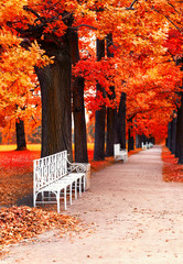 Park bench in the park in fall time