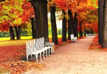Foto auf Acrylglas Herbst Bench in autumn park