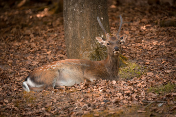 Naklejka na ściany i meble Lying Fallow Deer at autumn time, Germany