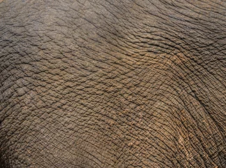 Crédence de cuisine en verre imprimé Éléphant elephant face with detail of skin