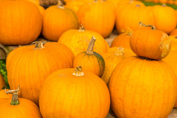 Pumpkin Season