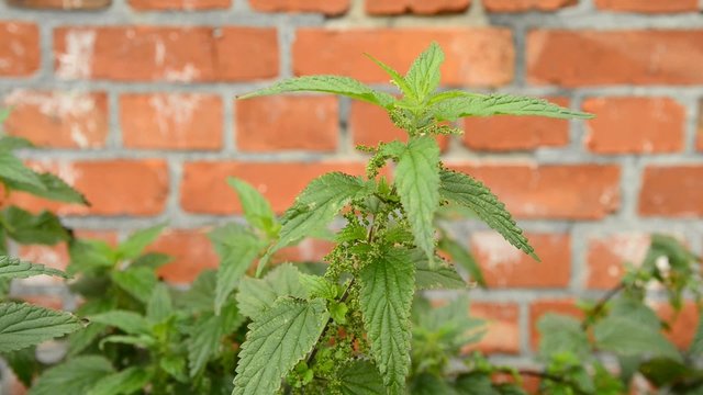 Brennesseln vor alter Backsteinmauer