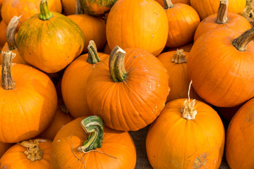 Pumpkin Season