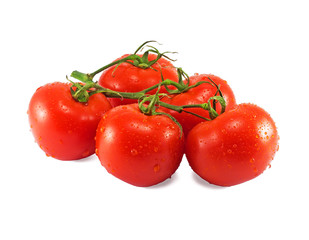 Fresh tomato branch on white background