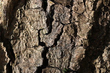 texture of old wood borers pitted