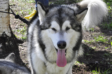 Obraz premium Husky dog stuck out her tongue