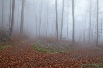 Naklejka premium Buchenwald