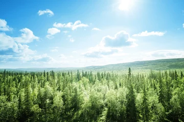 Fototapeten Wald im sonnigen Tag © Iakov Kalinin