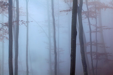 Obraz premium Las bukowy