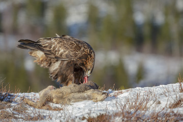 Golden eagle scavenging from a roe deer carcass