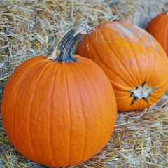 Round orange pumpkins at the farmers market in the fall