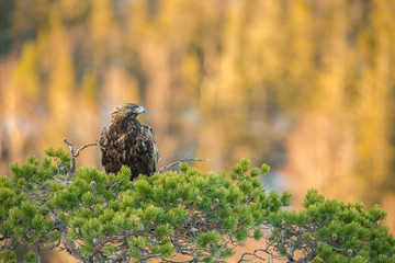 Golden eagle on gold