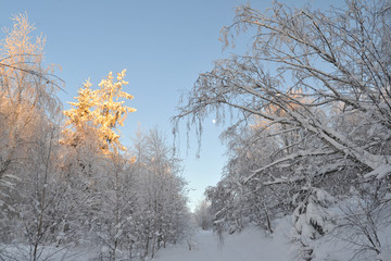 Beautiful winter landscape