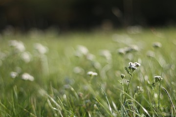 Abstract meadow with white flowers