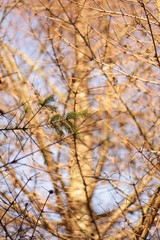 Dry evergreen with one green twig