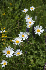 Chamomile flowers