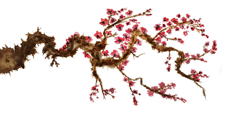 Flowering branch of plum Mei isolated on white background. Watercolor painting in the style of Chinese painting