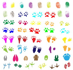 Collection of fingerprints, animal and bird trails