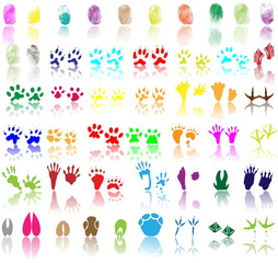 Collection of fingerprints, animal and bird trails 