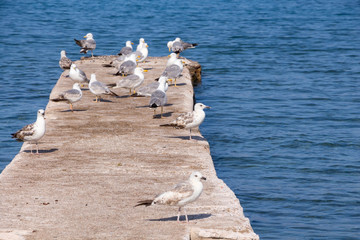 Obraz premium Some seagulls on concrete dock on the sea.