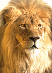 african lion portrait, panthera leo