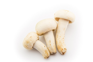 Group of mushroom on white