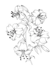 Lily flower composition. - obrazy, fototapety, plakaty