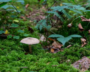 Pilze im Märchenwald