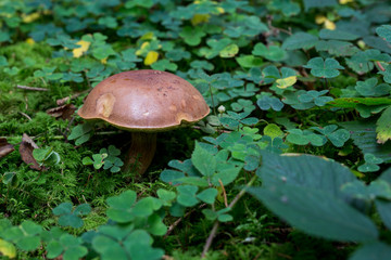 Pilze im Märchenwald