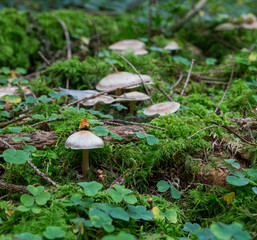 Pilze im Märchenwald