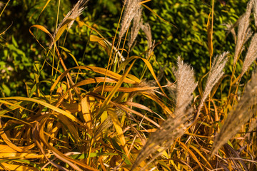 Ziergras im Herbst