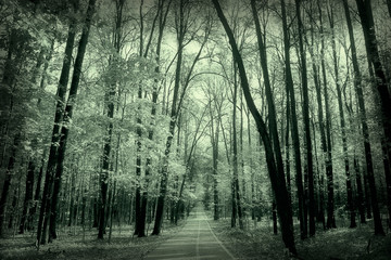 Fototapeta premium monochrome landscape nature park