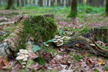 Fototapeta na wymiar Pilze im Märchenwald