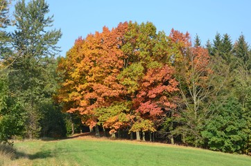 Naklejka premium Herbstlandschaft Mischwald