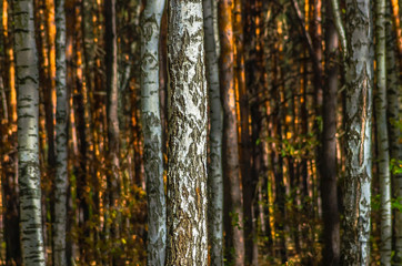 Obraz premium The trunk of a birch in autumn forest