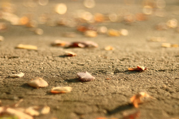 Autumn texture of yellow fallen leaves