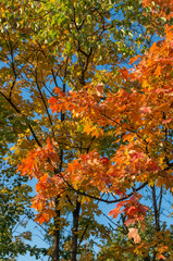 red, yellow and green maple leaves with blue sky