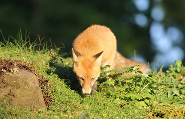 Fuchs auf der Wiese