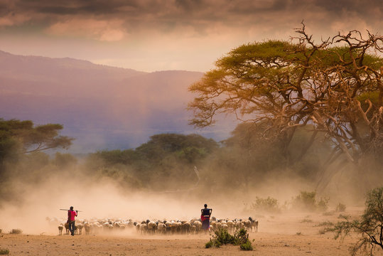 Fototapeta Masai shepherds with herd og goats
