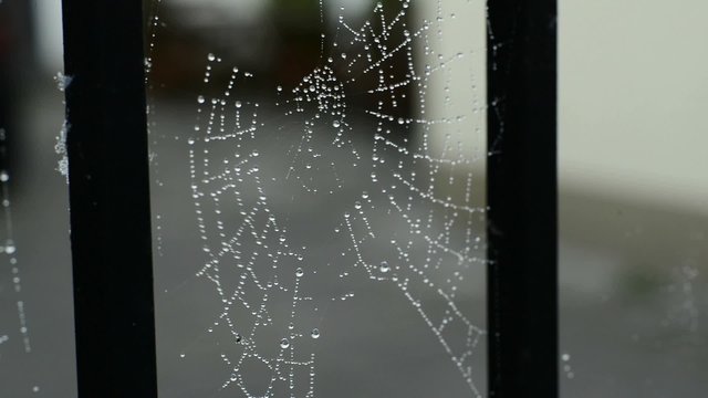 Spinnennetz am Tor