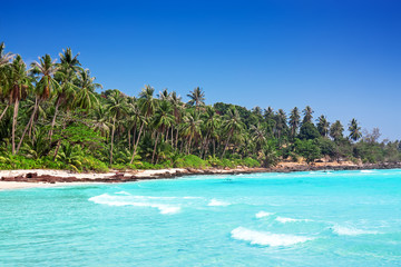 Palm trees in tropical perfect beach at Koh Kood , Thailand